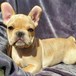 French Bulldogs from Wolf Creek