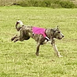 Irish Wolfhound Puppies from Serendipity Sighthounds