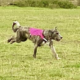 Irish Wolfhound Puppies from Serendipity Sighthounds