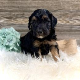 Bernedoodle and Whoodle Puppies from Genesis Family Farm