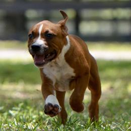 Almond Joy - Red male American Staffordshire Terrier puppy in St. Augustine, Florida from LBK & Ancient City