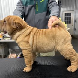 Girl 3 - Red fawn female Chinese Shar-Pei puppy in Corydon, Indiana from Royalvue Kennels