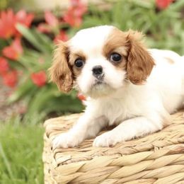 Cavalier King Charles Spaniel Puppies from Happily Ever After Cavaliers