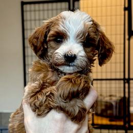 Winston - Red  male Goldendoodle puppy in Bountiful, Utah from Red Brick Doodles