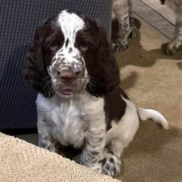 Archer - White and liver male English Springer Spaniel puppy in Newport News, Virginia from Sara's English Springer Spaniels