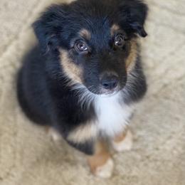 Australian Shepherd Puppies from Malin Family Aussies