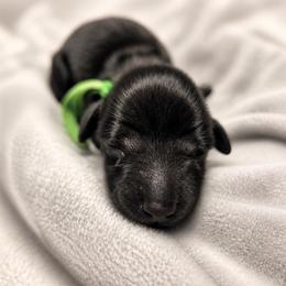 Beacon - Black male Dachshund puppy in Lubbock, Texas from Wagging Tails
