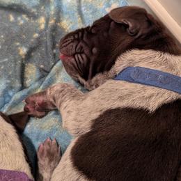 German Shorthaired Pointer Puppies from Hanaway GSPs