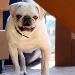 Ivy - Pug