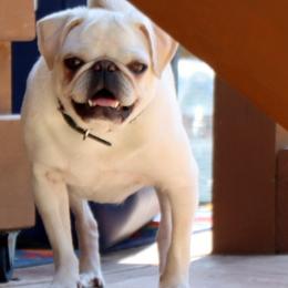Ivy - Pug