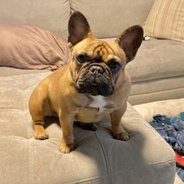 Stella - French Bulldog
