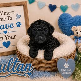 Sultan - Black male Shihpoo puppy in Hertford, North Carolina from Heaven Sent Shihpoo's