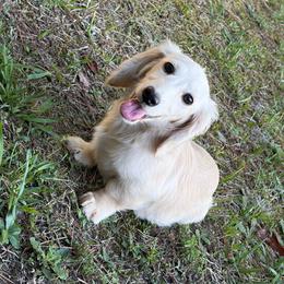 AKC White Oaks Otis - Cream male Dachshund puppy in Dinwiddie, Virginia from White Oak Kennels