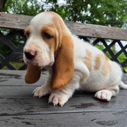 Xyler - Red and white male Basset Hound puppy in Denison, Texas from Emma Lou's Baby Bassets
