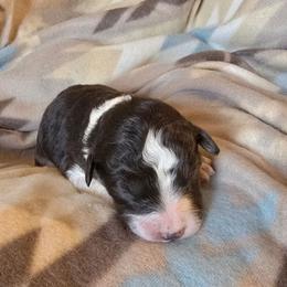 Dusk 5 - Red tri-color male Aussiedoodle puppy in Redding, California from House Merrills Minis and Doodles