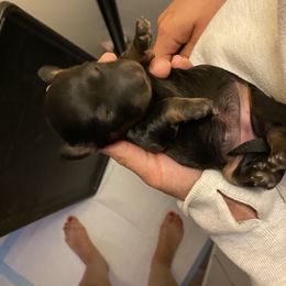 Helsinki - Black and tan Dachshund puppy in Sacramento, California from El Dachshunds