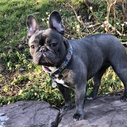 Touty Mai - French Bulldog