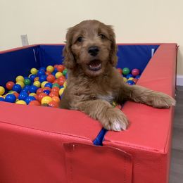 Bernedoodle, Goldendoodle, and Aussiedoodle Puppies from Lakeside Doodles