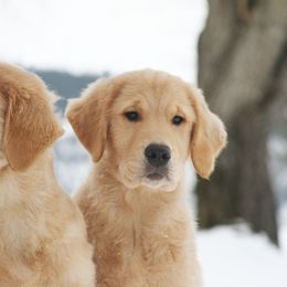 Golden Retriever Puppies from DoubleTake Goldens