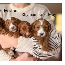 Bridgestone - Red  male Goldendoodle puppy in New Harmony, Indiana from Cottonwood Farms