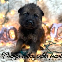 Orange collar - Sable female German Shepherd puppy in Canterbury, Connecticut from Nachtwaechter German Shepherds, LLC