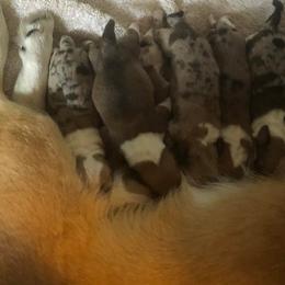 American Corgis, Companion Crosses, and Pembroke Welsh Corgis from Dollhaus Farm