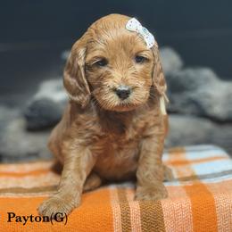 Peyton - Red female Australian Labradoodle puppy in Citrus Heights, California from Elite Blend Labradoodles