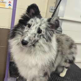 Yo-yo - Shetland Sheepdog