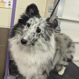 Yo-yo - Shetland Sheepdog