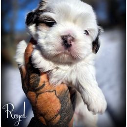 Royal - Black and white male Shih Tzu puppy in Warren, Michigan from Danielle's Yorkie & Shih Tzu Babies