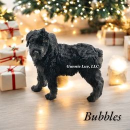 Schnoodle Puppies from Gunnie Luv, LLC