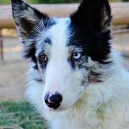 Border Collies, Bordoodles, and Poodles from Hals Pals K9s