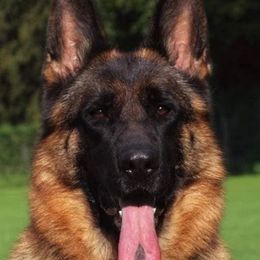 Isula - German Shepherd