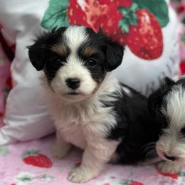 Curly - Black tri-color male Aussiedoodle puppy in Corbin, Kentucky from Lightning K Kanine’s