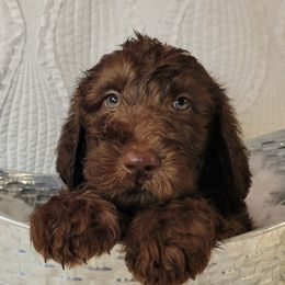 Labradoodle Puppies from 101 Labradoodles