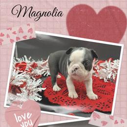 Magnolia - Seal and white female Boston Terrier puppy in Jacksonville, Florida from Trail’s End Boston Terriers