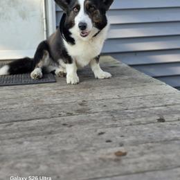 Boy 1 - male Cardigan Welsh Corgi puppy in Plymouth, Iowa from Highplains Herders