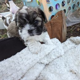 "Ophelia" Shih Tzu Puppies from We Shih Tzu Not!
