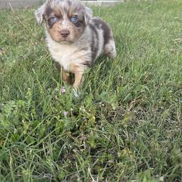 George Straight - Red merle male Miniature Australian Shepherd puppy in Godley, Texas from Bradley Kennels