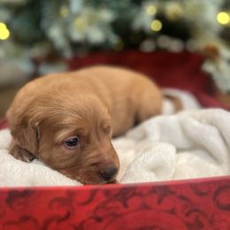 Coco - Dark golden male Golden Retriever puppy in Provo, Utah from Rocky Mountain Field Goldens