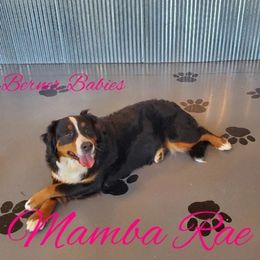 Mamba - Bernese Mountain Dog