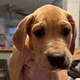 Yellow collar - Merle female Great Dane puppy in Loris, South Carolina from Days Danes