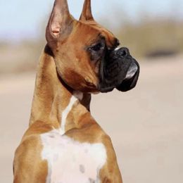 Addie - Boxer