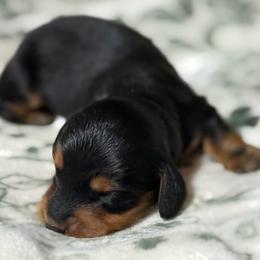 Bennett - Black and tan male Dachshund puppy in Salem, Oregon from Longdox Mini Dachshunds