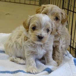 Maltipoo Puppies from Hearthside Meadow