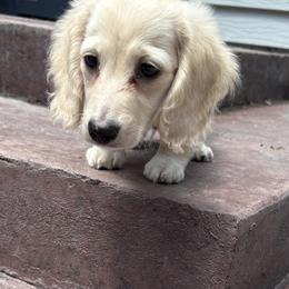 12 weeks RTG Cream piebald longhair - Cream male Dachshund puppy in Helenville, Wisconsin from Remarkable Doxies