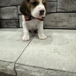 Beagle Puppies from Stranger Creek Beagles