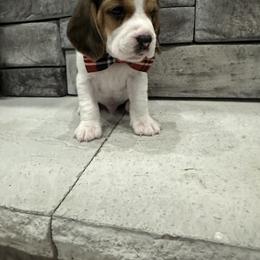 Beagle Puppies from Stranger Creek Beagles