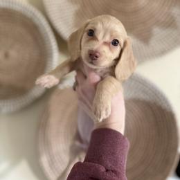 Girl 3 - Cream female Dachshund puppy in Rockton, Illinois from K&M Dachshunds