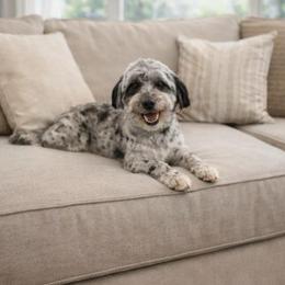 Ally - Aussiedoodle